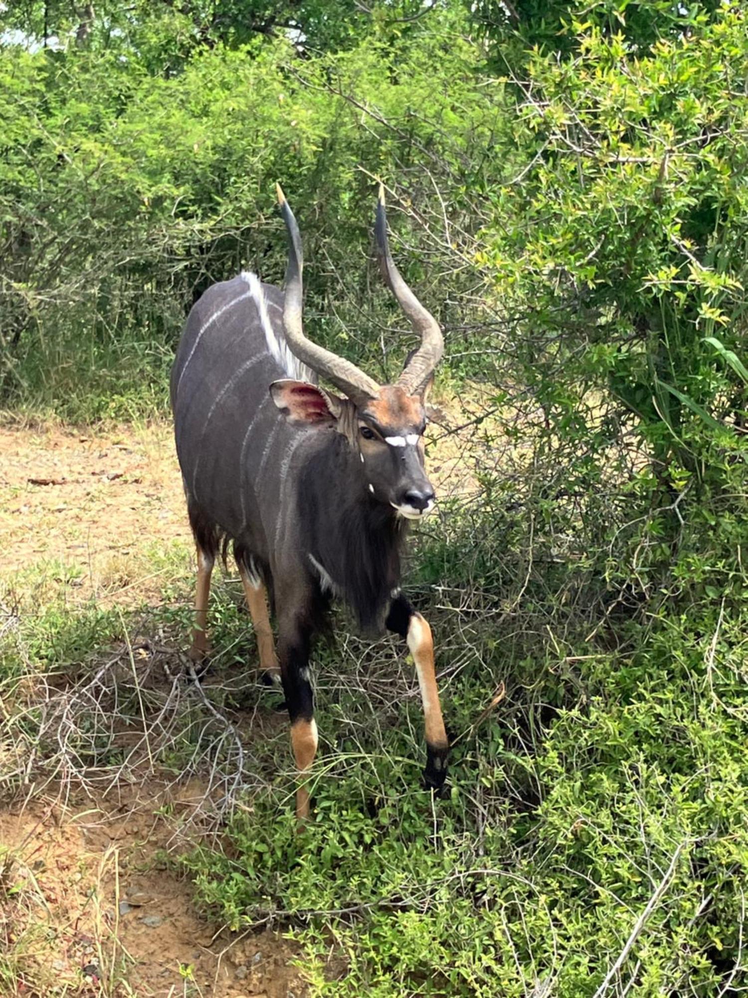Вілла El Seuno De Africa -The Dream Of Africa Сент-Люсія Екстер'єр фото